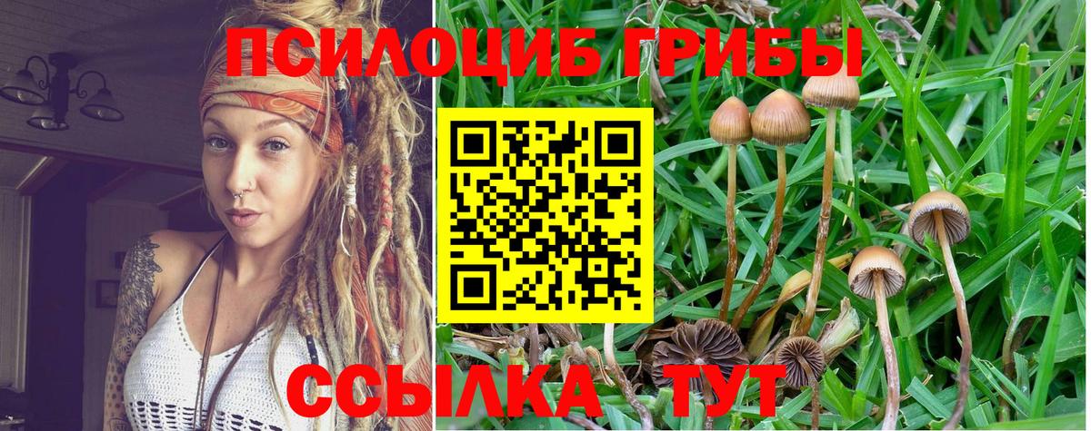 Гурьевск  где купить наркотик  Вход с VPN  Псилоцибиновые грибы Magic Shrooms 